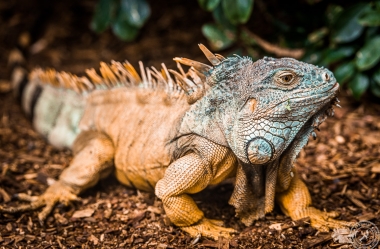 Der Drachenkopf des Iguana iguana rhinolopha