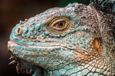 Der Drachenkopf des Iguana iguana rhinolopha