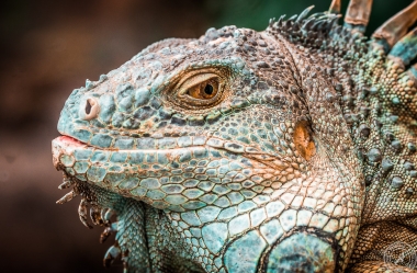 Der Drachenkopf des Iguana iguana rhinolopha