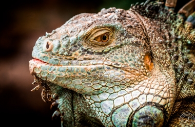 Der Drachenkopf des Iguana iguana rhinolopha