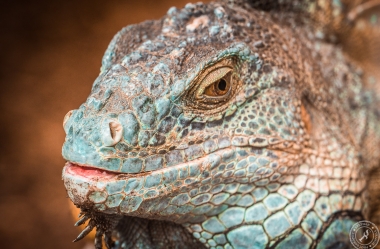 Der Drachenkopf des Iguana iguana rhinolopha