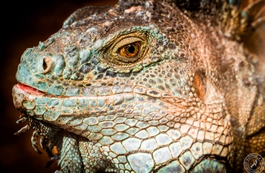 Der Drachenkopf des Iguana iguana rhinolopha