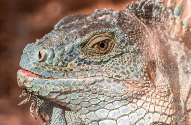 Der Drachenkopf des Iguana iguana rhinolopha