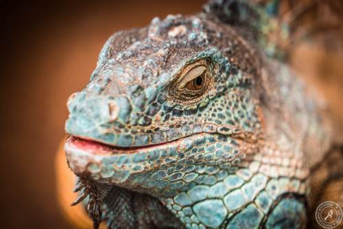 Der Drachenkopf des Iguana iguana rhinolopha