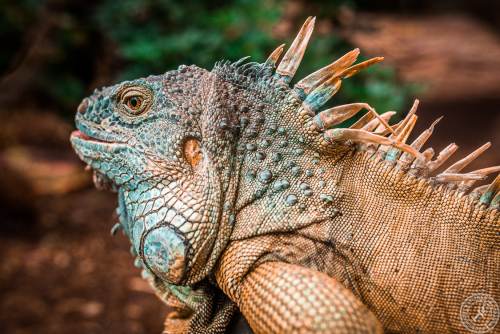 Der Drachenkopf des Iguana iguana rhinolopha