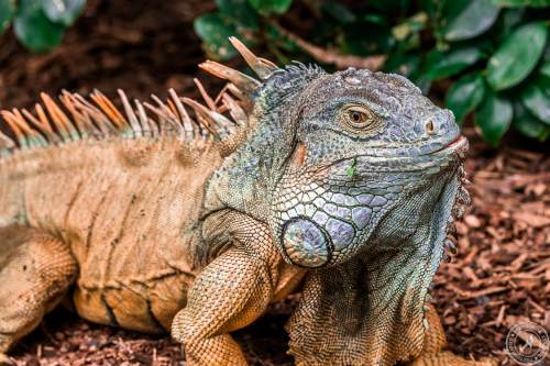 Der Drachenkopf des Iguana iguana rhinolopha