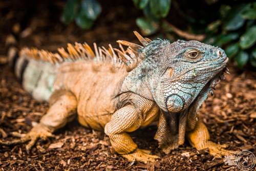 Der Drachenkopf des Iguana iguana rhinolopha