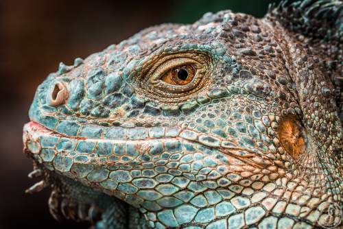 Der Drachenkopf des Iguana iguana rhinolopha