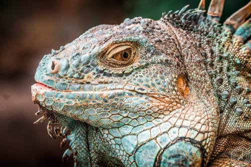 Der Drachenkopf des Iguana iguana rhinolopha