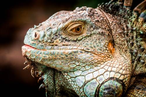 Der Drachenkopf des Iguana iguana rhinolopha