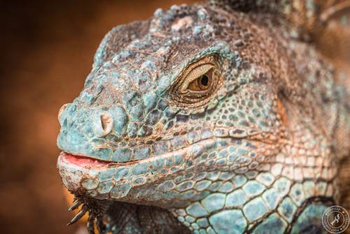 Der Drachenkopf des Iguana iguana rhinolopha