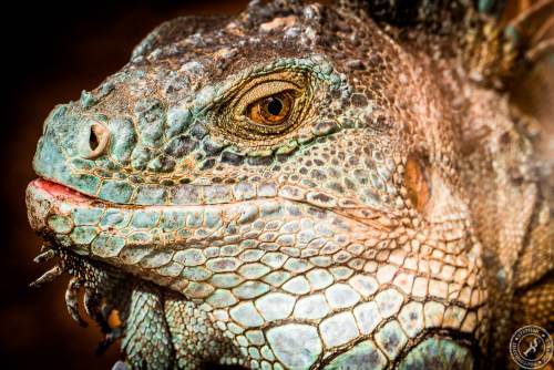 Der Drachenkopf des Iguana iguana rhinolopha