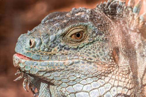 Der Drachenkopf des Iguana iguana rhinolopha