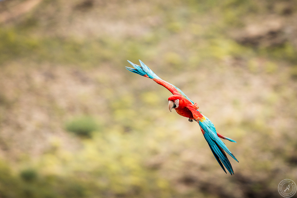 Pictures of some for european eyes exotic birds in flight