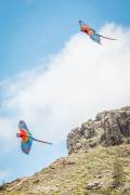 Exotic Birds in flight