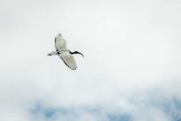Exotic Birds in flight