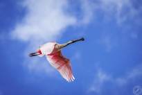 Exotic Birds in flight