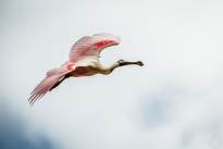 Exotic Birds in flight