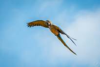 Exotic Birds in flight