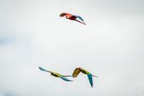 Exotic Birds in flight