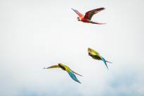 Exotic Birds in flight