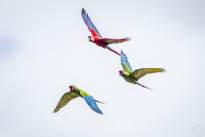 Exotic Birds in flight