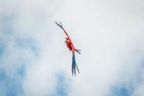 Exotic Birds in flight