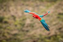 Exotic Birds in flight