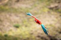 Exotic Birds in flight