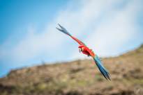 Exotic Birds in flight