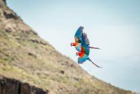 Exotic Birds in flight