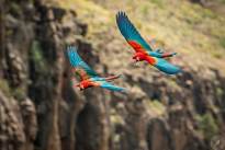 Exotic Birds in flight