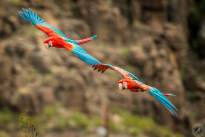 Exotic Birds in flight