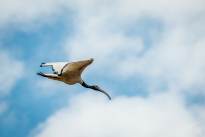 Exotic Birds in flight