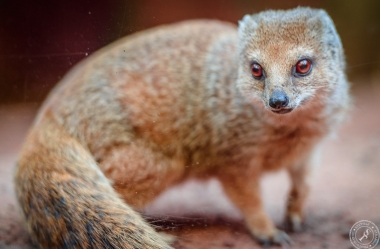 Fuchsmanguste Cynictis penicillata yellow mongoose (1)
