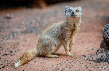 Fuchsmanguste Cynictis penicillata yellow mongoose (11)