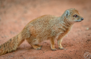 Fuchsmanguste Cynictis penicillata yellow mongoose (2)