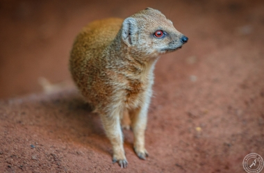 Fuchsmanguste Cynictis penicillata yellow mongoose (5)
