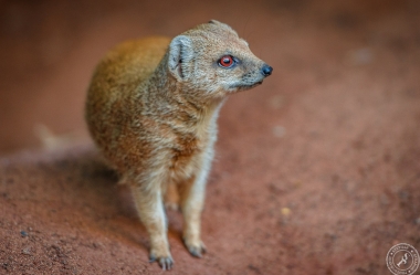 Fuchsmanguste Cynictis penicillata yellow mongoose (6)