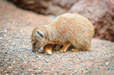 Fuchsmanguste Cynictis penicillata yellow mongoose (7)