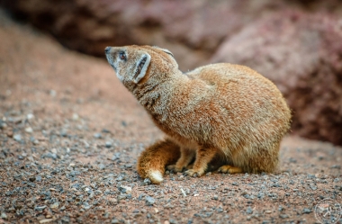 Fuchsmanguste Cynictis penicillata yellow mongoose (8)