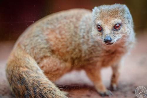 Fuchsmanguste Cynictis penicillata yellow mongoose (1)