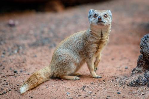 Fuchsmanguste Cynictis penicillata yellow mongoose (11)