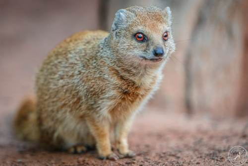 Fuchsmanguste Cynictis penicillata yellow mongoose (3)