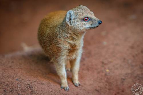 Fuchsmanguste Cynictis penicillata yellow mongoose (5)