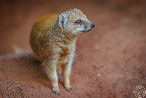 Fuchsmanguste Cynictis penicillata yellow mongoose (6)