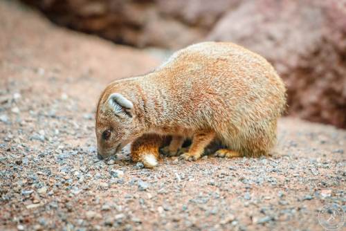 Fuchsmanguste Cynictis penicillata yellow mongoose (7)