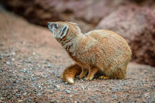 Fuchsmanguste Cynictis penicillata yellow mongoose (8)