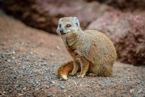 Fuchsmanguste Cynictis penicillata yellow mongoose (9)