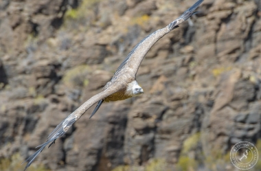 Gänsegeier